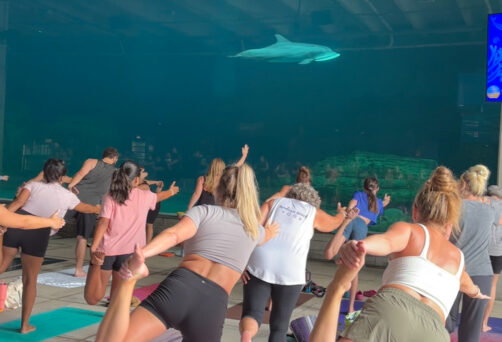 April Dolphin Yoga