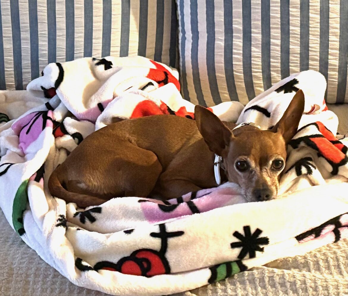 Vivian in fleece on the couch